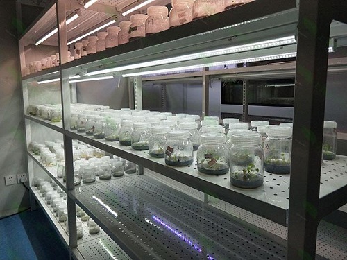 洛江植物组织培养实验室设计建设方案